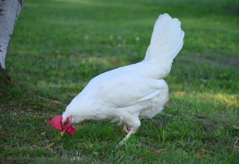 free range egg producer 