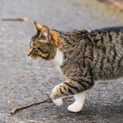 Stray tabby cat walking on the road.