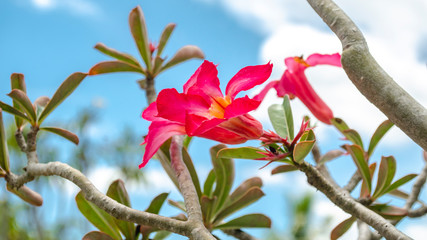 Red Flowers on a blue background. Spring time. Beautiful background