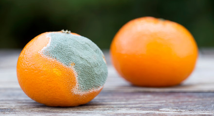 Fresh and moldy orange mandarin, fruit food web banner, closeup