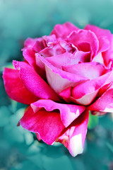 Single red rose isolated on green background.