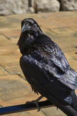 close up photo of a Raven in London during summer
