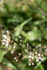 Hundsgiftgewächs blüht im Frühling
