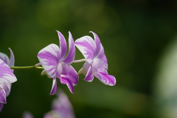 purple flower