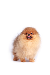 Fototapeta premium Dog breed pomeranian spitz