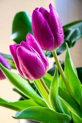 Purple Tulips with Leaf Green Background Vivid Color tone Portrait  - concept flower of spring or summer