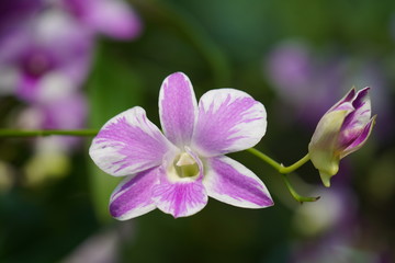 pink orchid in garden