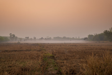 Foggy rice field in winter season before sunrise. Winter morning.