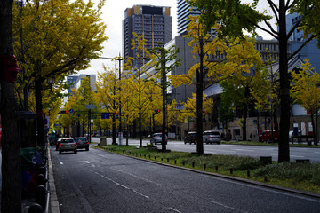 Fototapeta na wymiar 大阪市中央区・御堂筋の黄葉する銀杏並木の風景