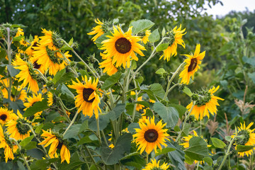 Yellow sunflowers on the beds during flowering_