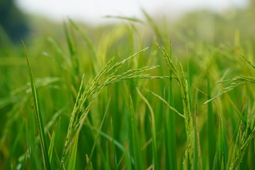 field of wheat