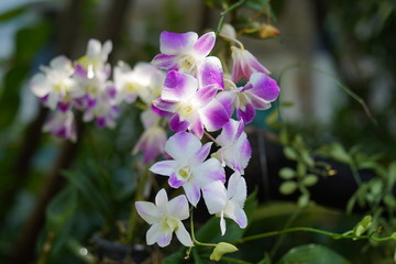 purple flowers in the garden