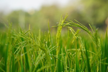 field of wheat