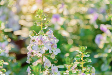 Beautiful flowers in the garden, selective focus.