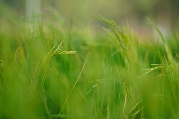 grass on green background of grass