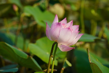 pink lotus flower in garden