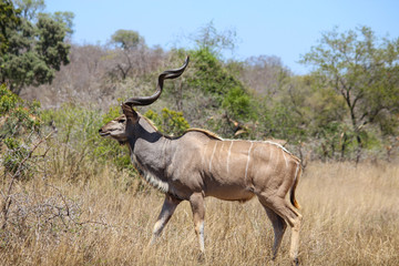 A group of kudu standing on top of a dry grass field