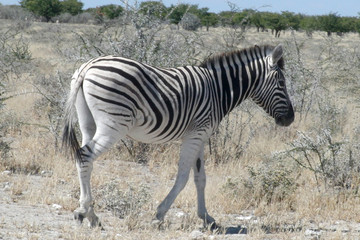 Equus quagga burchellii
