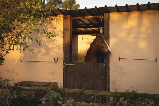 Horse waiting in his box