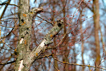Dry damaged old tree trunk, concept of old age, death_