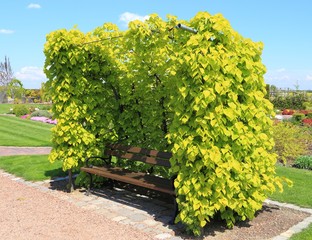 Bench in the garden.