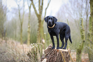 Junger schwarzer Labrador im Frühling