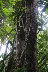 Mangrove forest, Dubuji Walk Australia