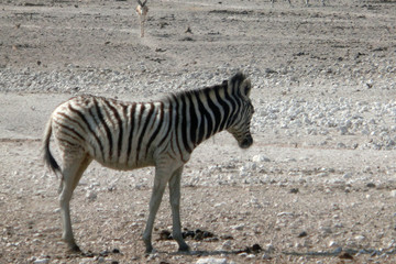 Fototapeta na wymiar Equus quagga burchellii