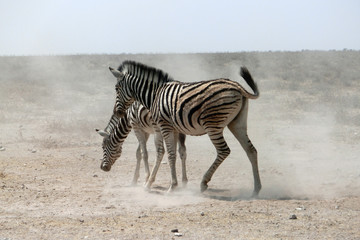 Equus quagga burchellii