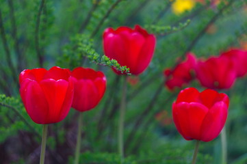 Blooming tulips. Bokeh blur in the background. Spring. Wallpaper for screensavers.