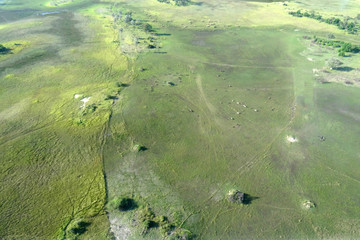 Equus quagga burchellii