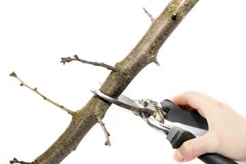 Secateurs in hand on a white background. Garden tools