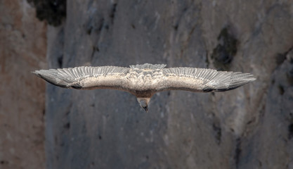 Vautour Fauve du Parc du Verdon, Alpes de Haute-Provence, France 