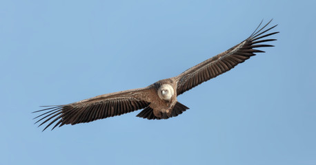 Vautour Fauve du Parc du Verdon, Alpes de Haute-Provence, France 