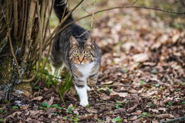 Naklejka na ściany i meble Spring March tabby cat is walking on dry leaves