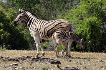 Fototapeta na wymiar Equus quagga burchellii