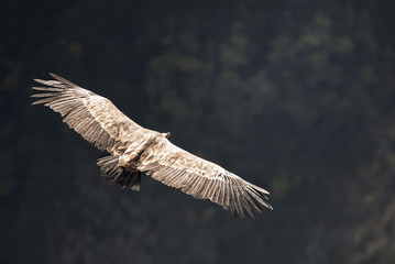 Vautour Fauve du Parc du Verdon, Alpes de Haute-Provence, France 