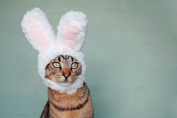 European Shorthair young cat wearing funny bunny ears against pastel green background.