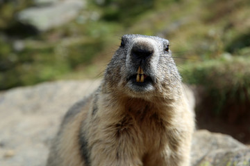 Murmeltier (Marmota marmota) in den Schweizer Alpen