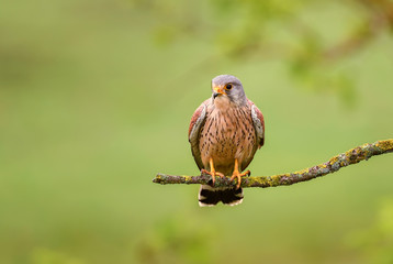 Eurasian Kestrel - Falco tinnunculus, beautiful bird of prey from European and Asian forest,...