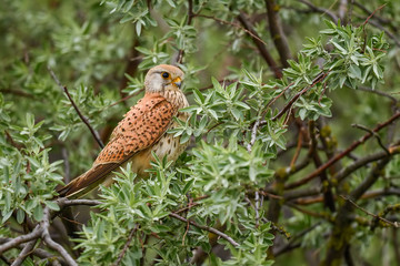 Eurasian Kestrel - Falco tinnunculus, beautiful bird of prey from European and Asian forest,...