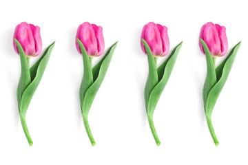 pattern of pink tulips on a white background. spring concept, simple flat layout