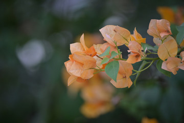 Bougainvillea flowers orange colour with leaf green colour and blur background in the outdoor parks