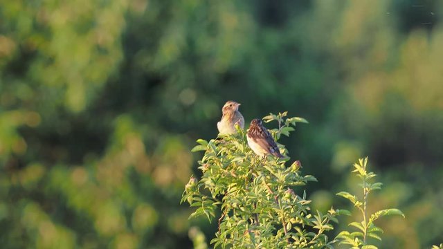 The whinchat (Saxicola rubetra) is a small migratory passerine bird breeding in Europe.
