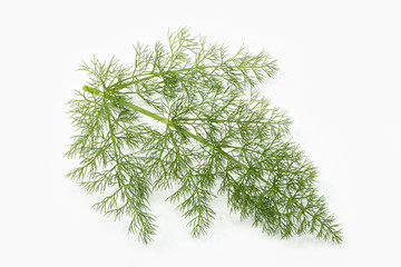 Fennel fresh herb isolated on white background. Aromatic herb. Foeniculum vulgare