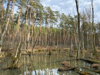 backwaters in the woods, pond in the woods, beaver grounds