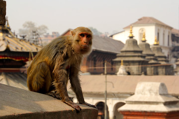 macaque at the monkey temple in kathmandu nepal