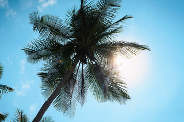 Fototapeta na wymiar Silhouette of palm tree against the blue sky