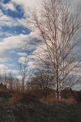Obraz na płótnie Canvas Trees in landscape