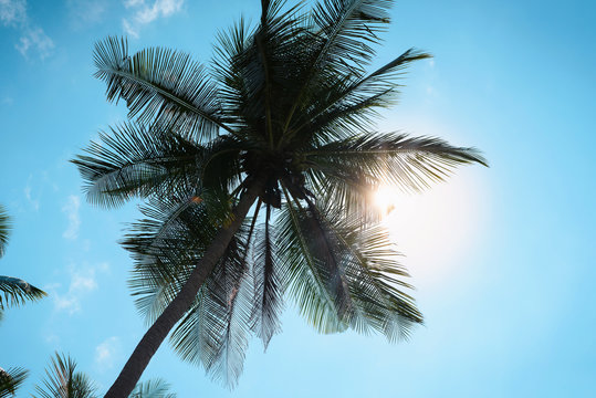 Silhouette of palm tree against the blue sky